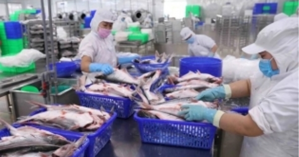 Vietnam's seafood exports continue recovery