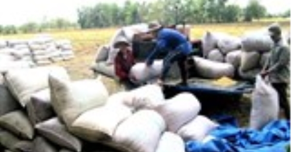 Chinese Rice Trap Vietnamese rice exporters warned of Chinese “trap”