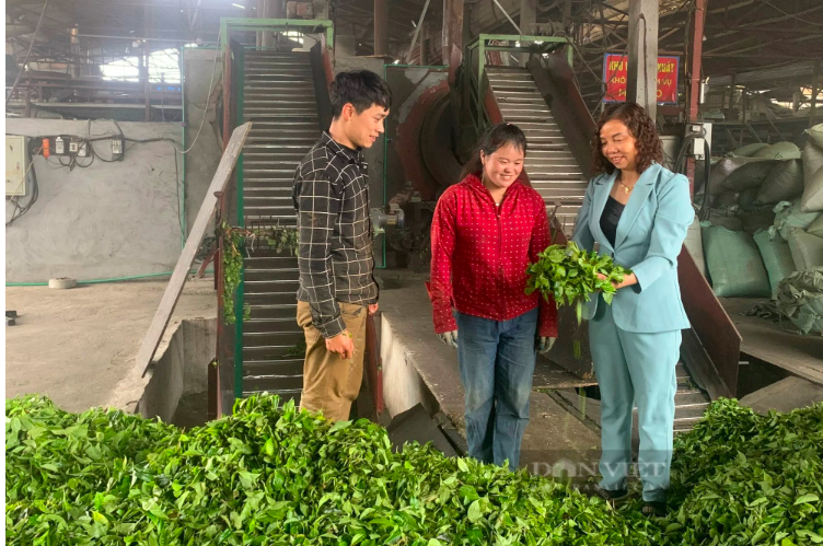 Produced at Shan Truc Thanh Tea Company Limited. Photo: Dan Viet