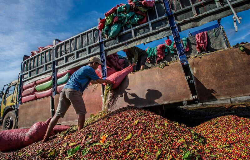 In the first 7 months of 2025, coffee exports to Germany accounted for an overwhelming proportion with 870.7 million USD, an increase of 101.9% over the same period. Photo: Trong Thang
