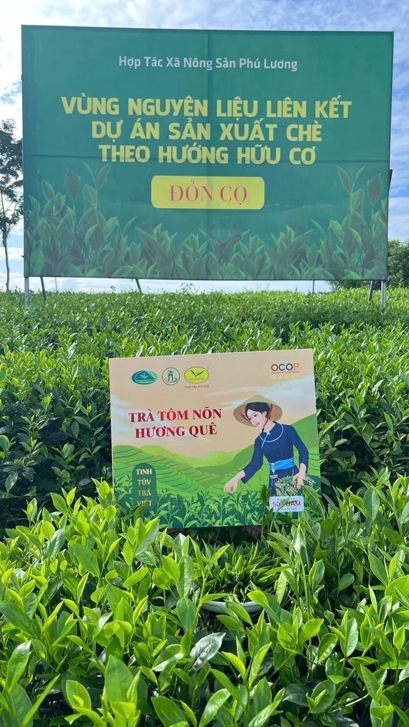 The Huong Que tender-tip green tea product of the Phu Luong Agricultural Cooperative.