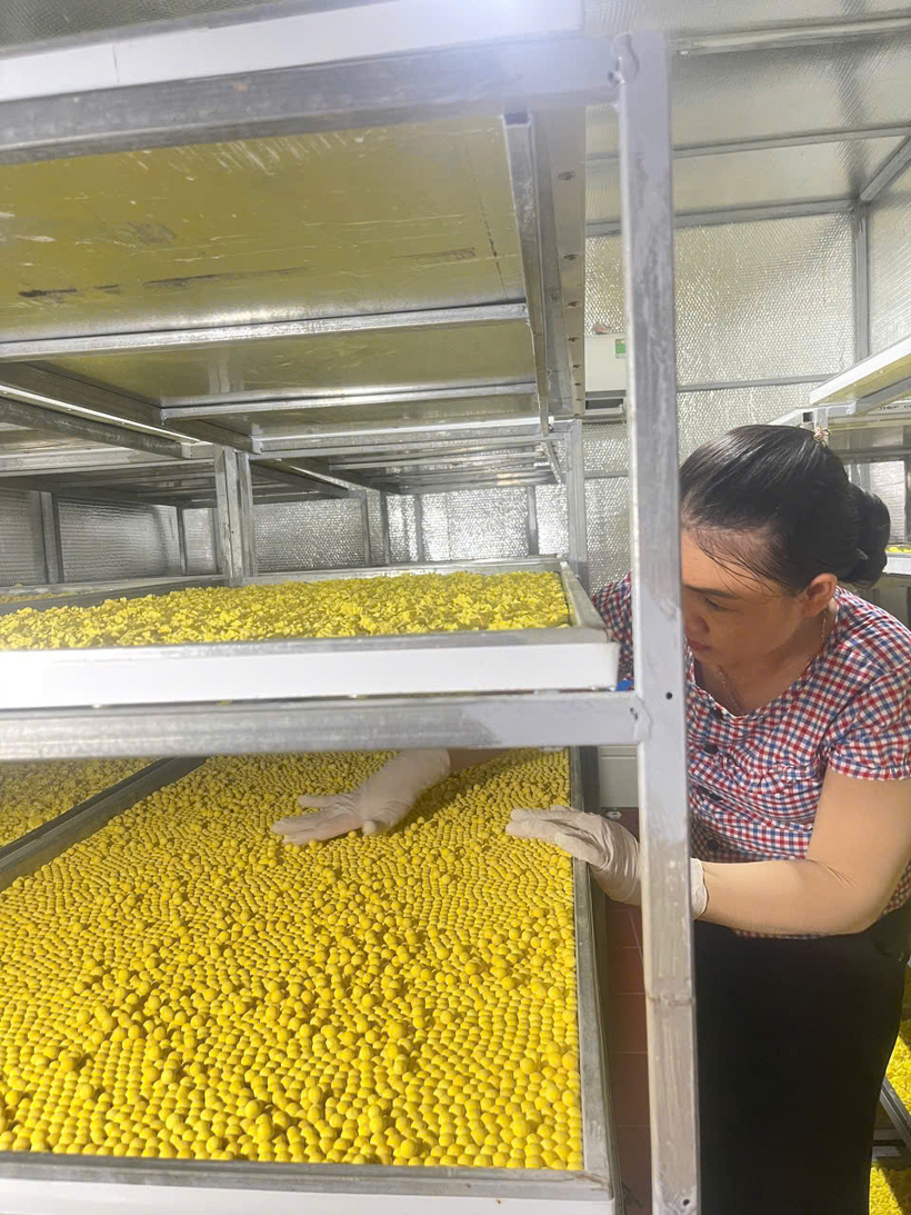 The production facility employs workers to process red turmeric powder.
