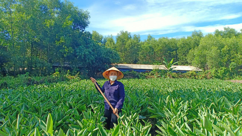 The raw material area provides red turmeric for production in Truong Phu commune.