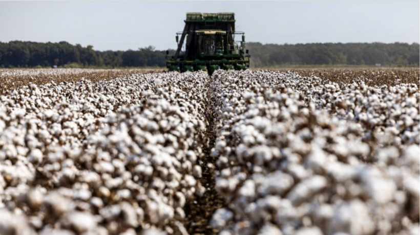 The “Indus River cotton” is not merely a product, but a symbol of resilience and the rebirth of Pakistan.