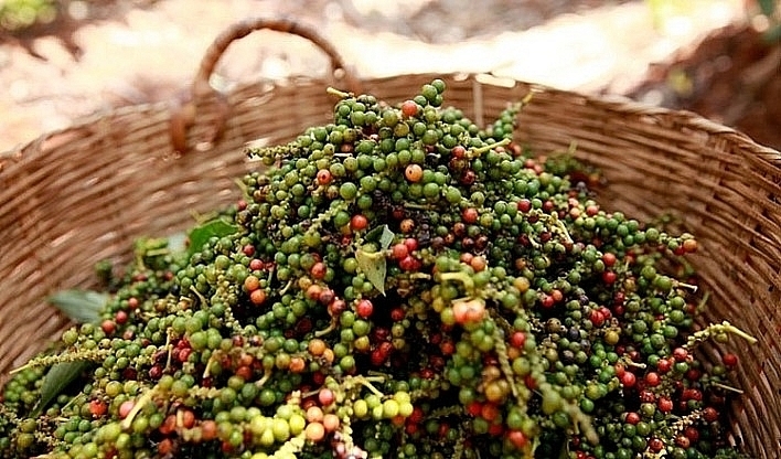 India remains one of Vietnam’s largest pepper import markets, with rapidly increasing demand in 2025.