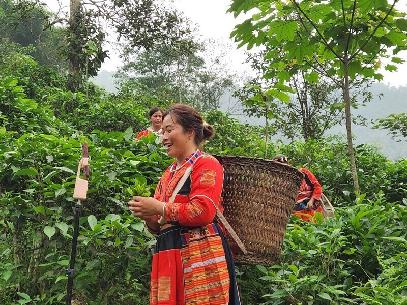 A livestream event promoting tea products by ethnic minority farmers in Quang Binh commune, Tuyen Quang province. Photo: Thu Huong