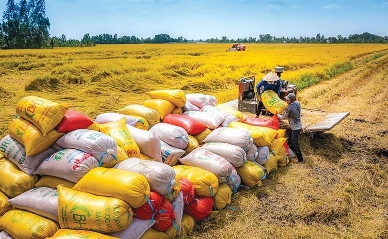 Vietnam’s rice exports generates USD 3.7 billion in the first ten months of 2025.