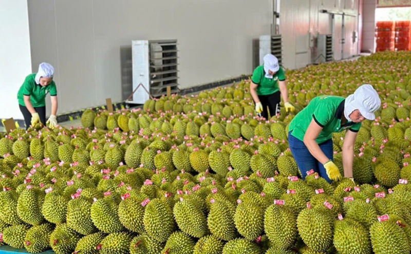 The export value of fruits and vegetables in October 2025 was estimated at USD 961 million, bringing the total export value for the first ten months of the year to USD 7.09 billion.
