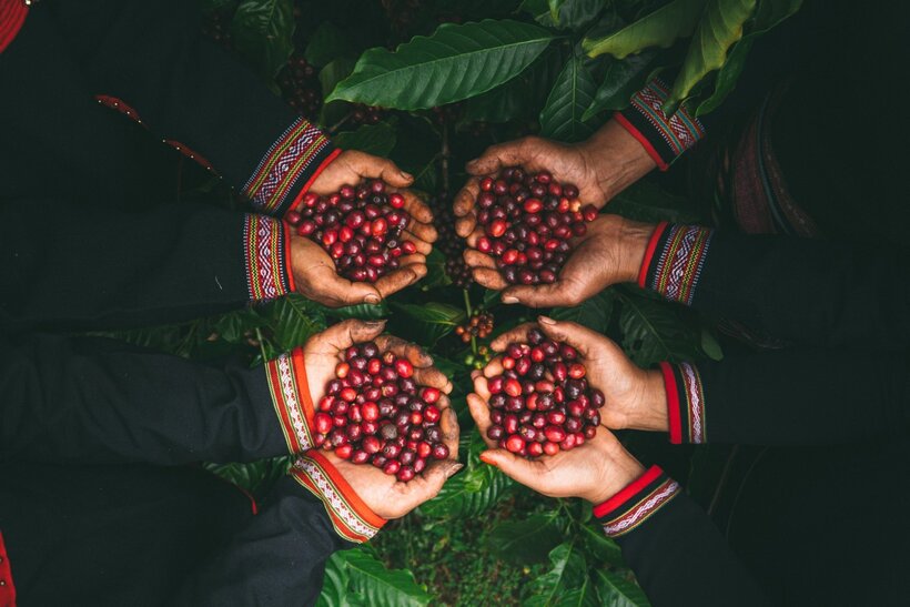 Simexco Dak Lak has built strong value-chain linkages with local farmers.