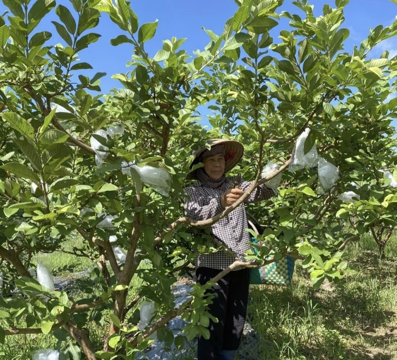 The Viet Hung Agro-Forestry and Fisheries Cooperative and its renowned Hoanh Bo guava products.