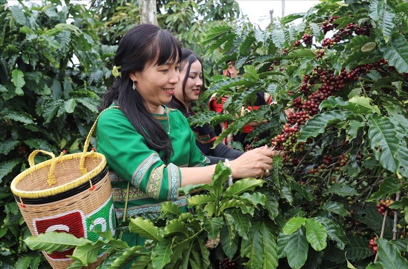 Value-chain linkages elevate ethnic minority agricultural products.