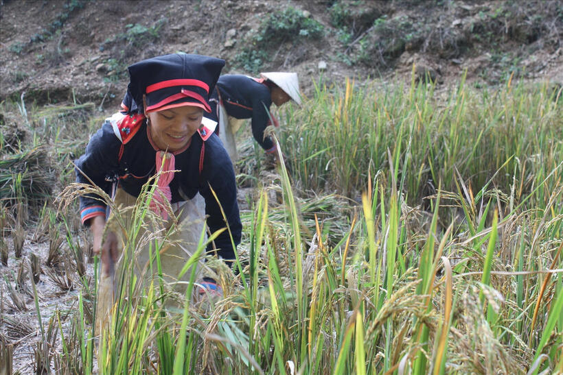 Ethnic-minority farmers participate in successful value-chain linkage models.