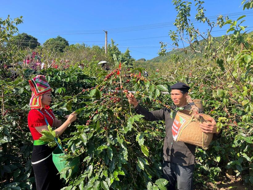 Vietnamese coffee gains global recognition as businesses and cooperatives support farmers.