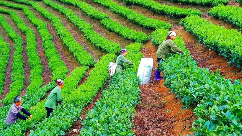 Ethnic minority farm products hold vast potential.