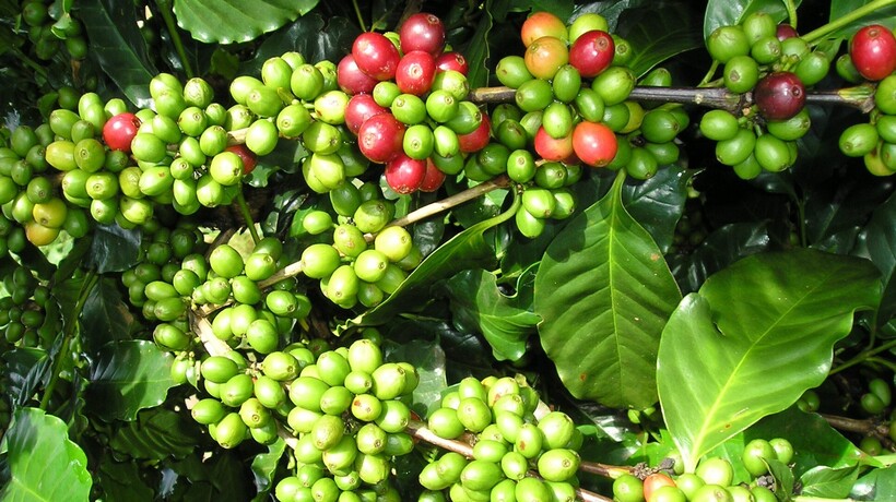 Muong Ang coffee is a signature product of ethnic minority communities in Dien Bien province.