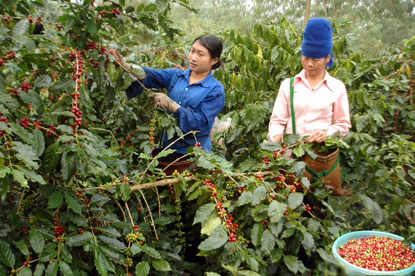 Dien Bien province is making strong investments in deep coffee processing.