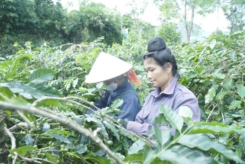 In 2018, Dien Bien’s Muong Ang coffee received geographical indication certification from the Intellectual Property Office of Vietnam.