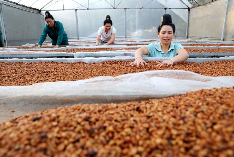 Muong Ang coffee is highly valued for its quality and flavor.