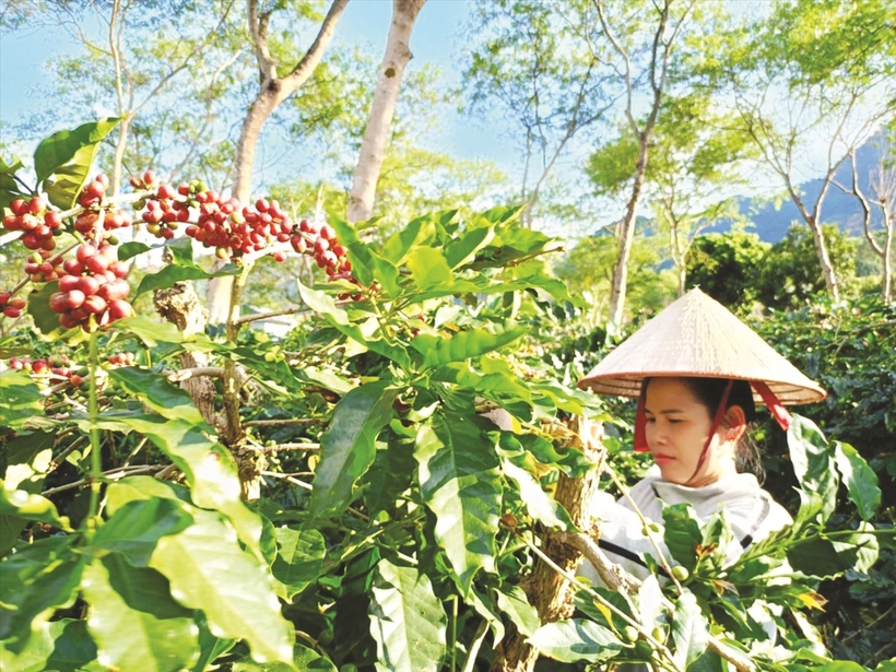 Muong Ang coffee carries a distinctive, rich, creamy taste favored by the market.