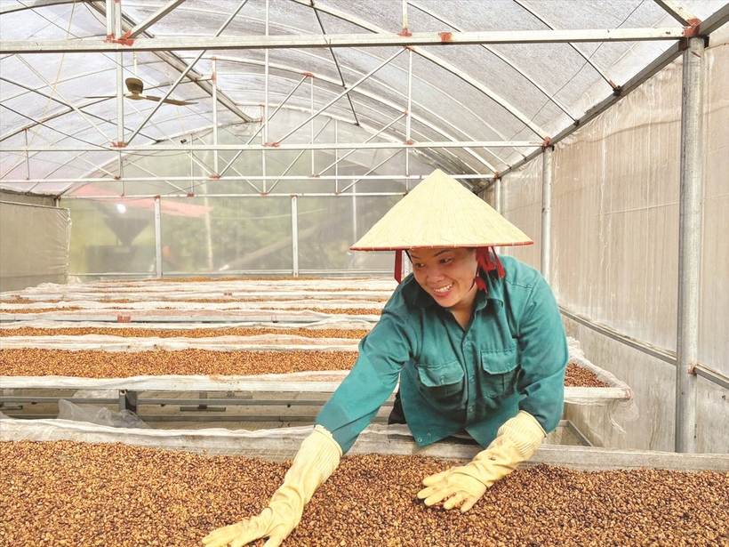 The Arabica coffee brand of Dien Bien represents the essence of the northwest mountains.