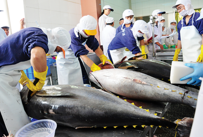 Vietnam’s tuna exports to the Netherlands have surged significantly.