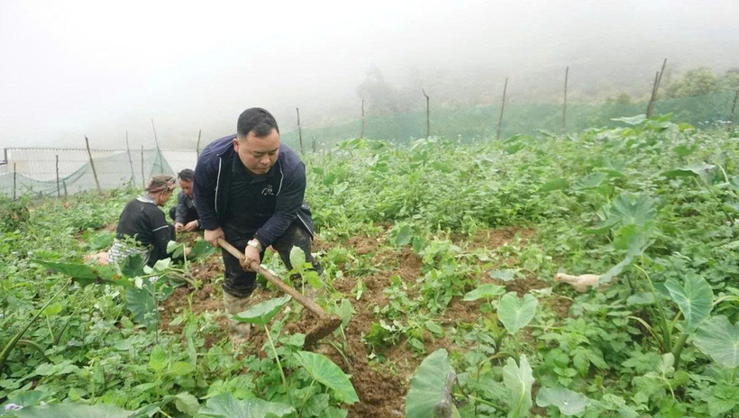 Upland taro is seen as “white gold” in Phinh Ho. Photo: Thanh Tien