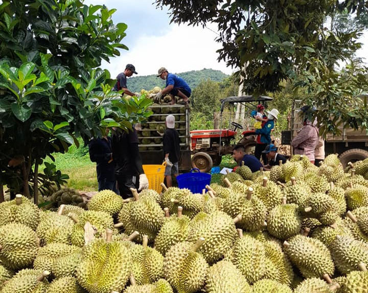 In the first 10 months, durian exports reached nearly USD 3.34 billion, up 10.4%, officially surpassing the USD 3.2 billion recorded for all of 2024.