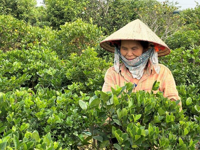 Duc Bac flower village is considered the flower and ornamental plant hub of Phu Tho province.