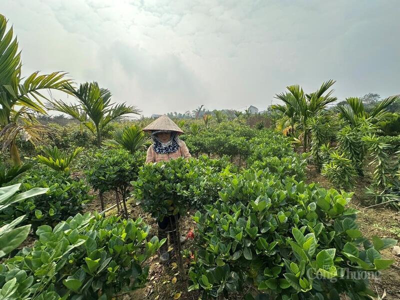 Farmers carefully trim, shape and nurture ornamental plants to ensure the highest quality for Tet buyers.
