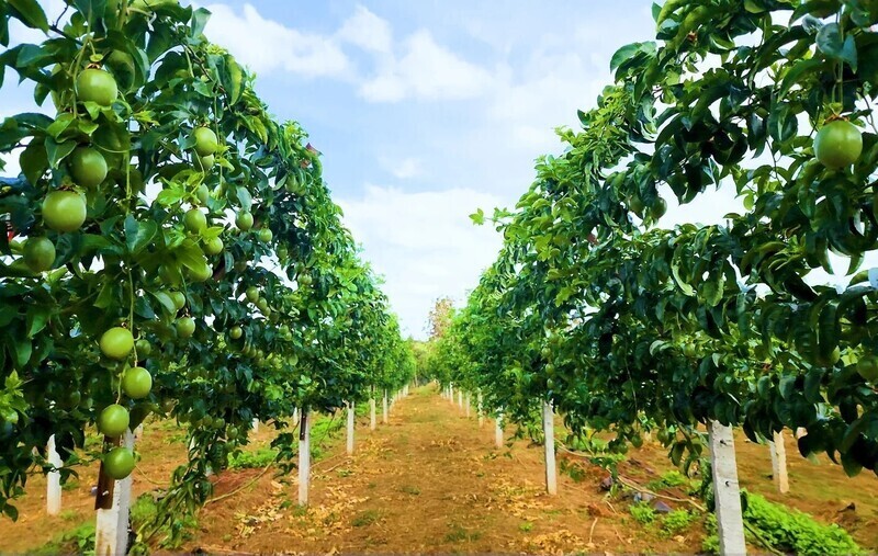 Passion fruit continues to lead Vietnam’s fruit and vegetable exports to the EU, with turnover rising from USD 41.6 million in 2021 to USD 112.8 million in 2025. Illustrative photo.