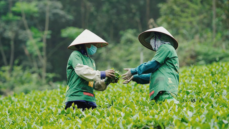 Vietnam exported 12,390 tonnes of tea in January 2026, earning nearly USD 21 million, up 28% in volume and 27% in value year-on-year. Photo: Hong Tham