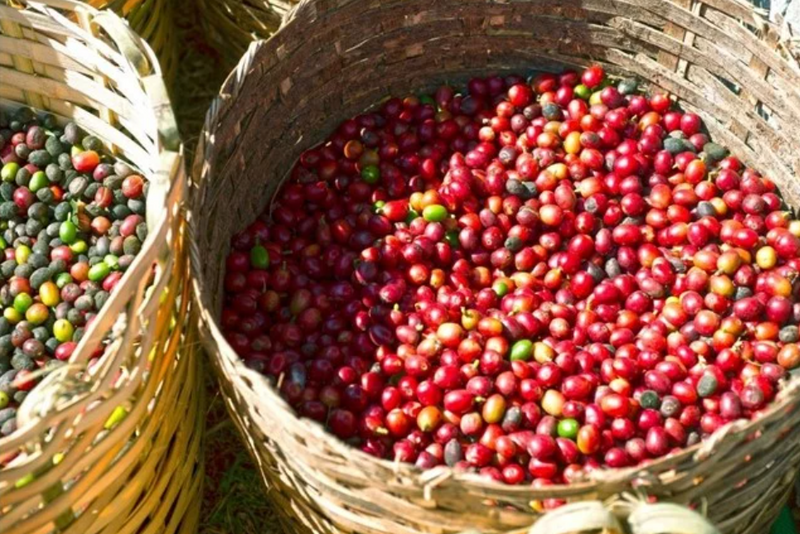 Vietnam’s coffee exports records positive growth across all categories in January 2026. Photo: Khanh Ngan