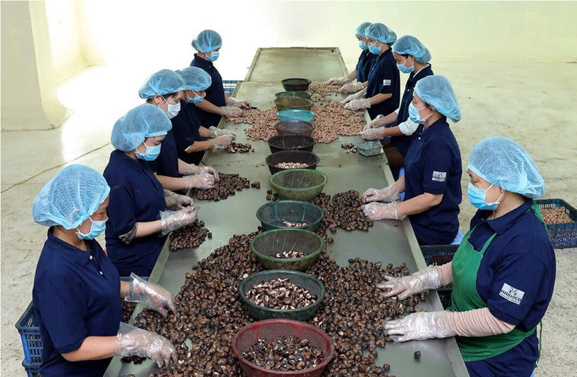 Advanced processing technologies help extend shelf life and increase the export value of vietnamese agricultural products.