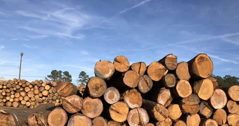 In the first two months of 2026, exports of wood and wood products reached USD 2.59 billion, up 5.0% compared to the same period in 2025.