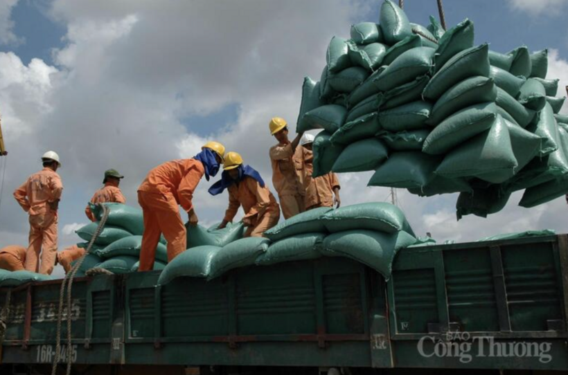The rice export landscape is showing a mix of positive and challenging signals. Photo: Can Dung.