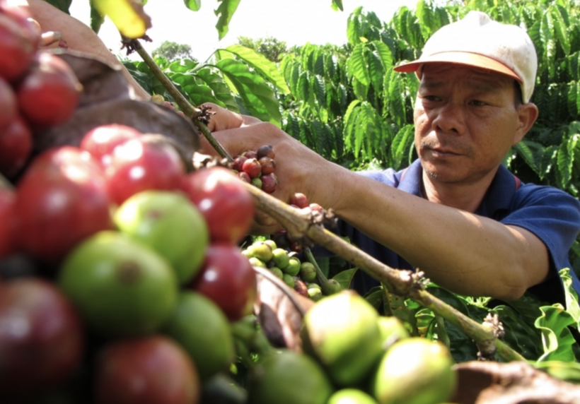 Coffee remains one of Vietnam’s key export commodities to the Russian market. Photo: VNA