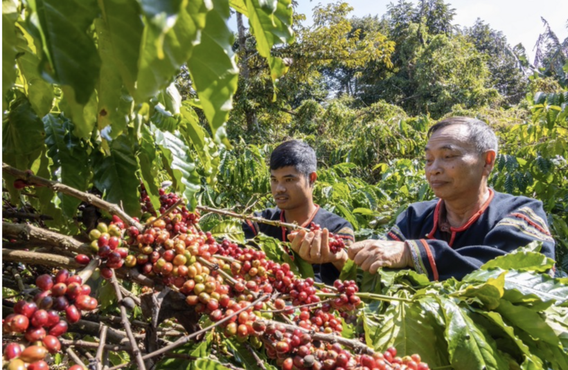 Coffee is one of Vietnam's key exports to the U.S. Photo for illustration.