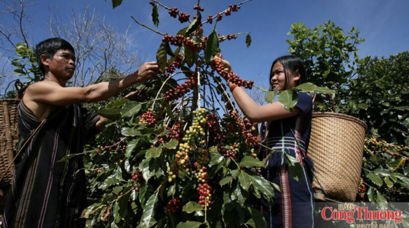 EUDR drives a race to make coffee supply chains more transparent.