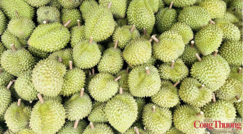 India has added Vietnam to the list of countries authorized to export fresh durians for consumption to the Indian market. (most accurate to the Vietnamese). Photo: Nguyen Hanh