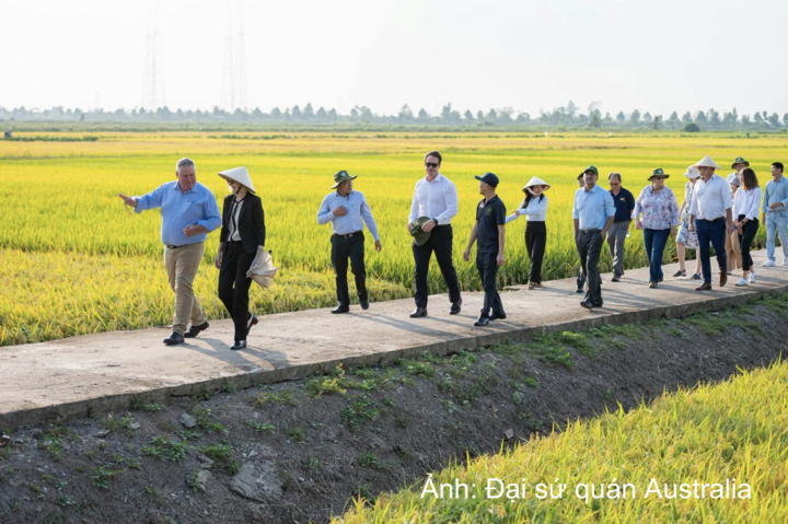 Australian Ambassador to Viet Nam Gillian Bird, wearing a hat and walking in front, joins Australian and Vietnamese experts during a visit to a field in the Mekong Delta as part of a climate-resilient rice production project. Photo: Australian Embassy in Viet Nam