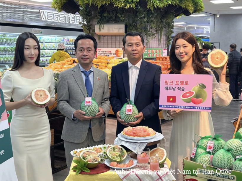 On April 10, 2025, Vietnamese pomelos were officially put on sale at Lotte Mart supermarket outlets in the Republic of Korea with support from the Viet Nam Trade Office in the Republic of Korea.
