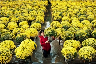 Sa Dec Flower Village, an attractive destination in Tet