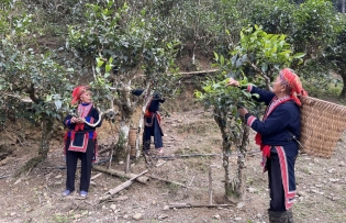 Shan Tuyet, tea as nature intended