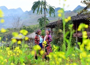 Golden mustard flowers welcome spring in Hà Giang rocky plateau