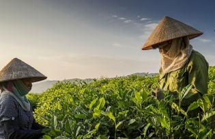 Thai Nguyen wants to be  everyone’s  cup of tea