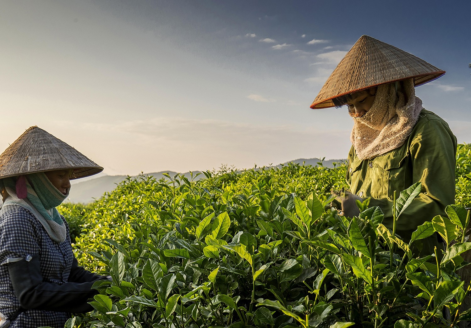 Thai Nguyen Province is transitioning its tea plantations to sustainable organic farming practices