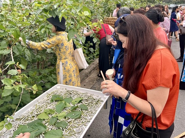 Guests visit a mulberry field at the VIETSERI. Guests visit a mulberry field at the VIETSERI.