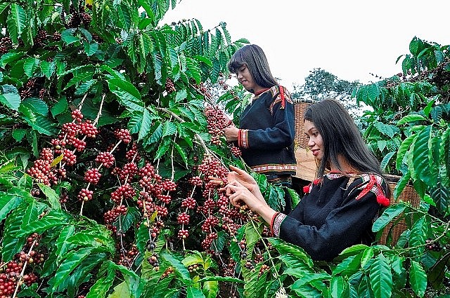 Vietnamese coffee reigns supreme on global coffee map