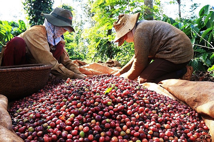 Vietnamese coffee reigns supreme on global coffee map