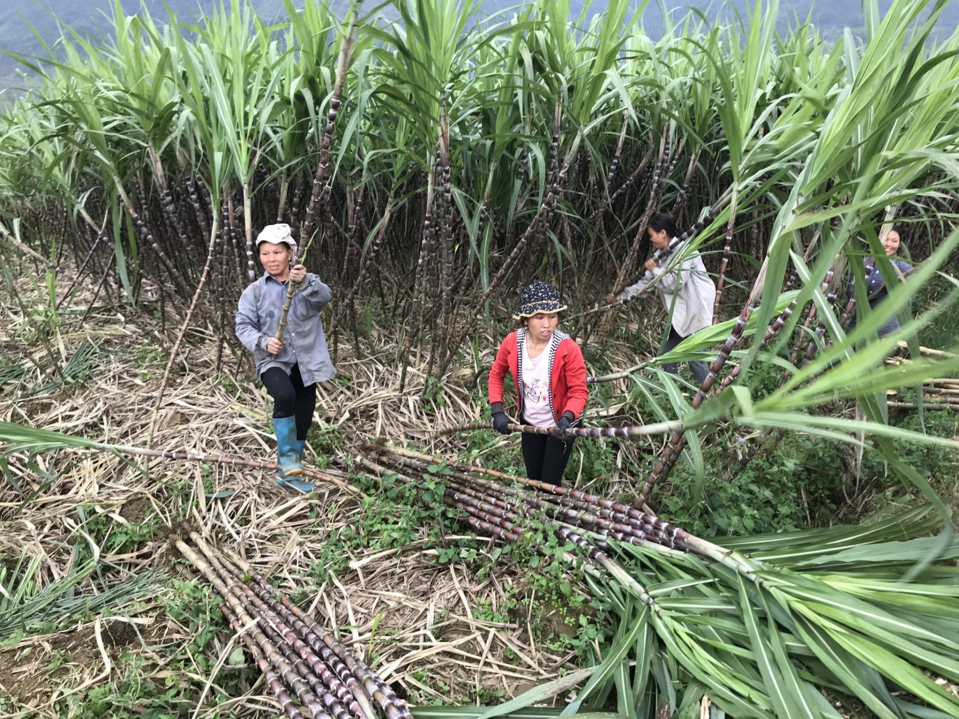 Hoa Binh has standardized its sugarcane material area according to VietGAP and is preparing for registration of a planting area code